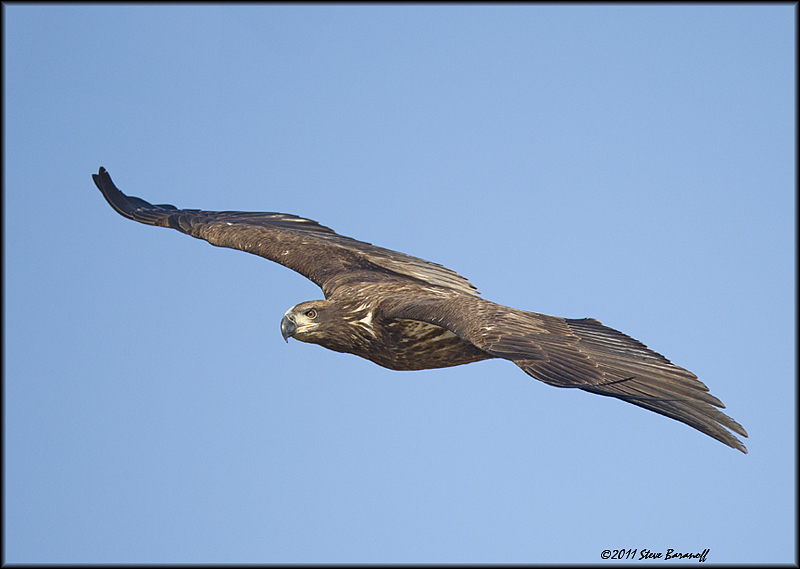 _1SB7516 immature bald eagle.jpg
